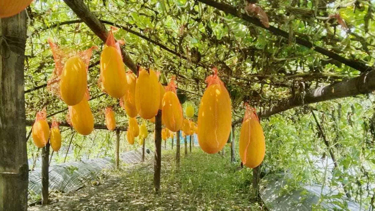 ‘হলুদ তরমুজ চাষে আগ্রহ বাড়ছে, বিঘাপ্রতি লাখ টাকা লাভ’