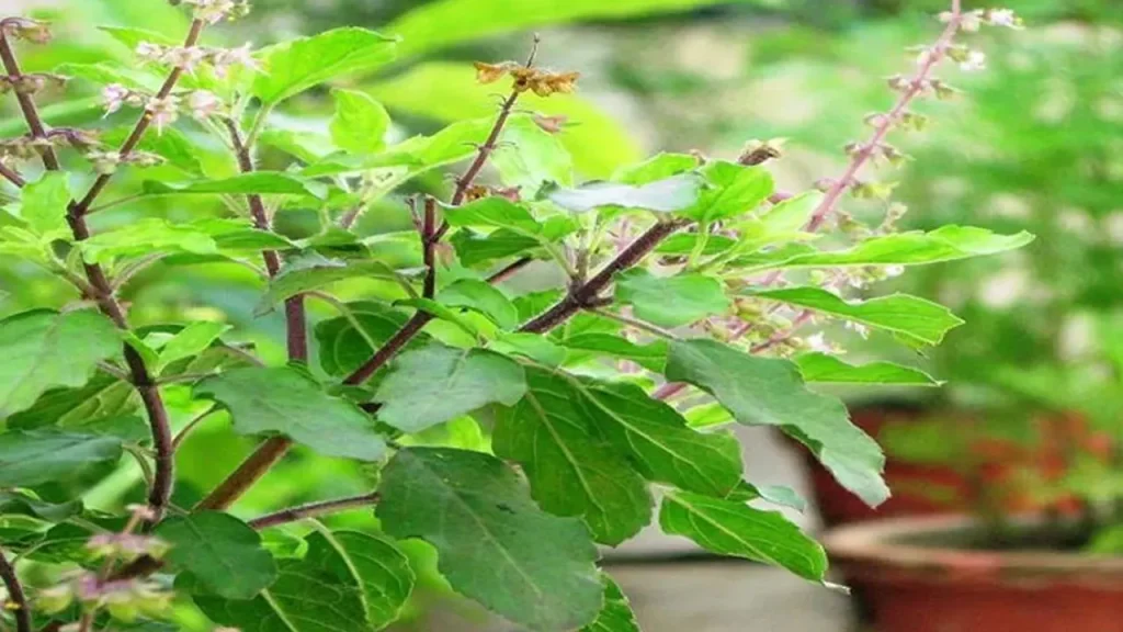 সর্দি-কাশি প্রতিরোধে তুলসী পাতার উপকারিতা