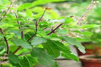 সর্দি-কাশি প্রতিরোধে তুলসী পাতার উপকারিতা